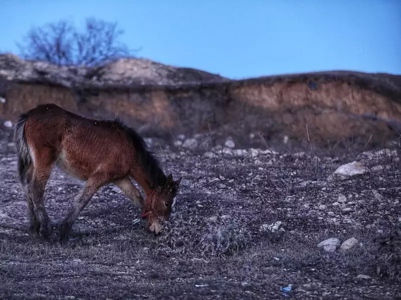 Peste 40 de cai maltratați, găsiți la Techirghiol. Bătuți și abadonați în frig FOTO: Eli Driu