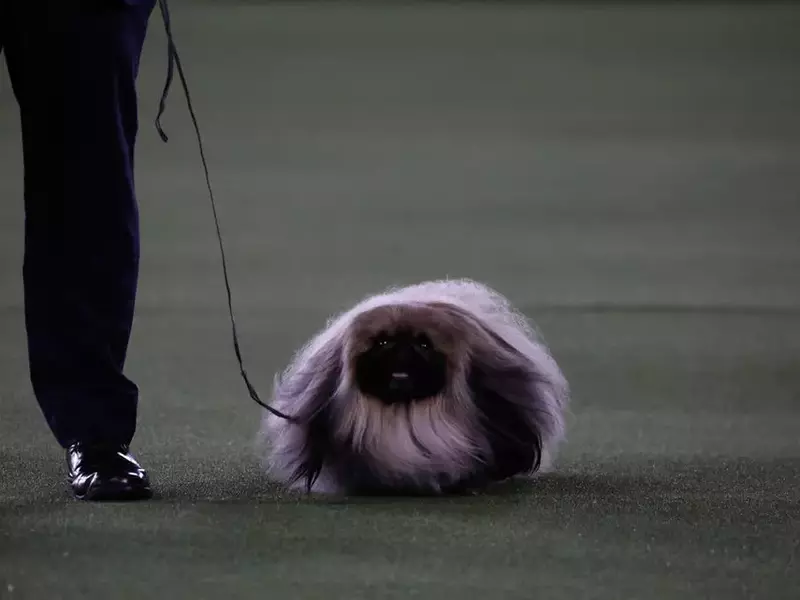 Westminster Kennel Club Dog Show New York