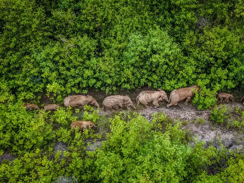 Elefanti China, profimedia-0626370835