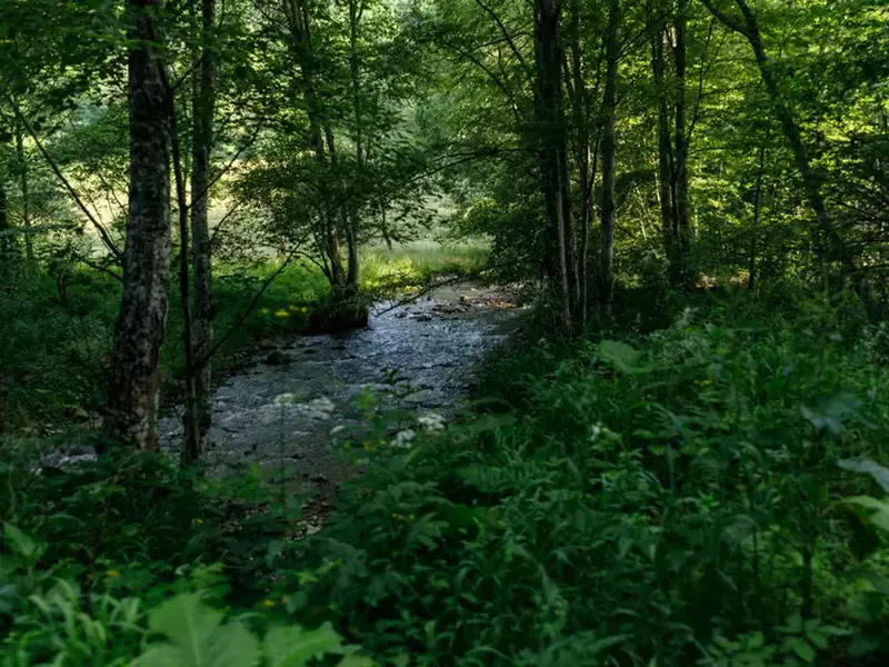 zimbri armenis wwf vlad chirea