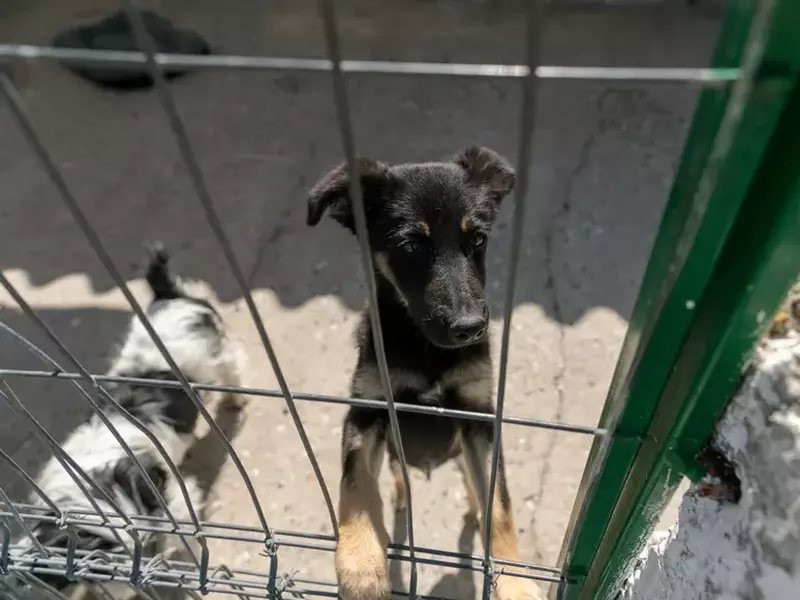 studenti turci voluntari aspa bucuresti vlad chirea