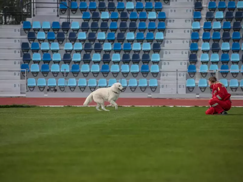 „Relația asta între noi, de iubire, ne-a sudat mult mai bine”, spune Oana Marica despre Esatos, un ciobănesc elvețian alb