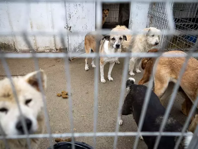 caini-biobaza-navodari-libertatea-eli-driu01