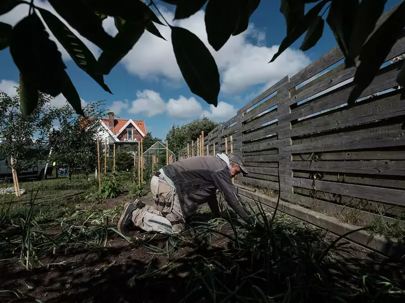 Dorel îngrijește grădina din curtea casei din Frederikshavn, Danemarca