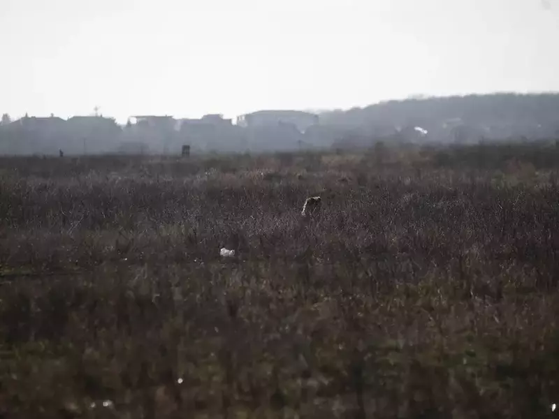 Locul în care femeia a fost atacată de câini. Foto: Dumitru Angelescu / Libertatea