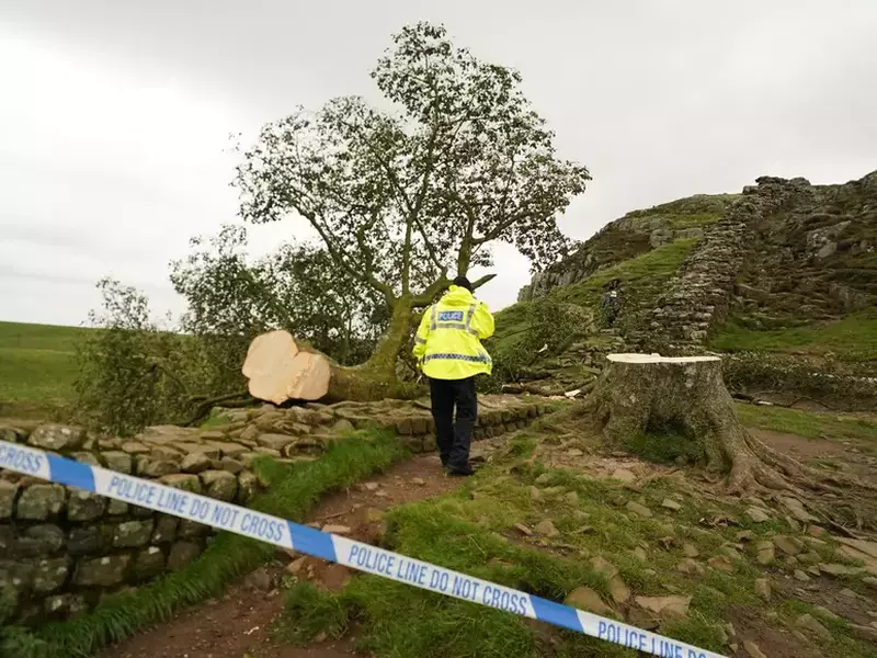 Sycamore Gap tree felled