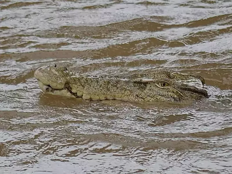 inundatii australia crocodil profimedia