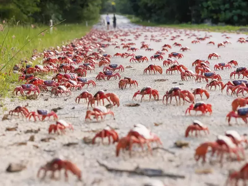 LET’S GET THE SHELL OUT OF HERE! MILLIONS OF CRIMSON CRABS USE SPECIAL BRIDGE ON ANNUAL MARCH TO OCEAN