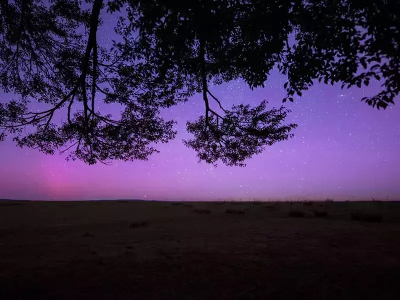 XILINGOL, CHINA – MAY 12: Northern lights glow over trees on May 12, 2024 in Xilingol League, Inner Mongolia of China. P