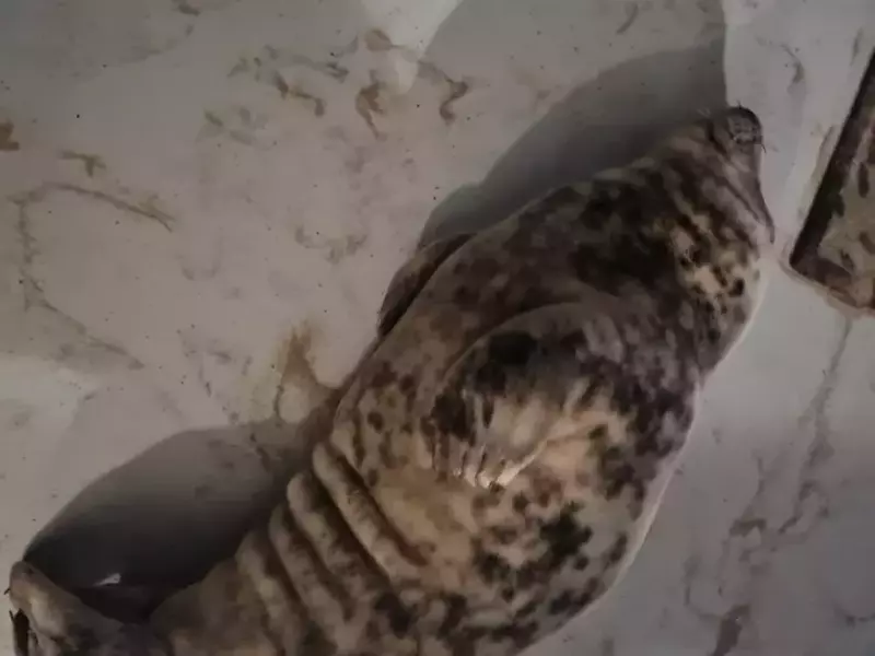 Foca a fost pozată în timp ce dormea, pe podea, într-o cameră de hotel din Olanda.