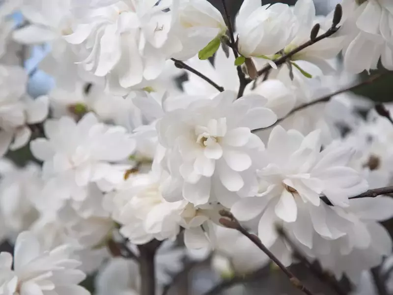 White,Magnolia,Blossoms,In,Full,Bloom,,Set,Against,The,Backdrop