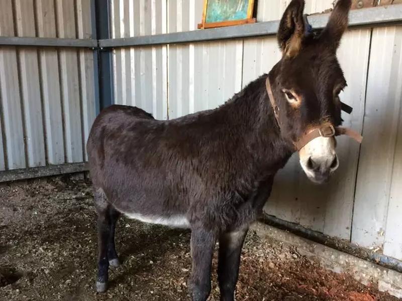Un magar maro cu alb într-un grajd