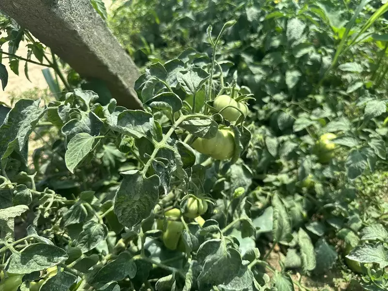 agricultura in delta dunarii (5)