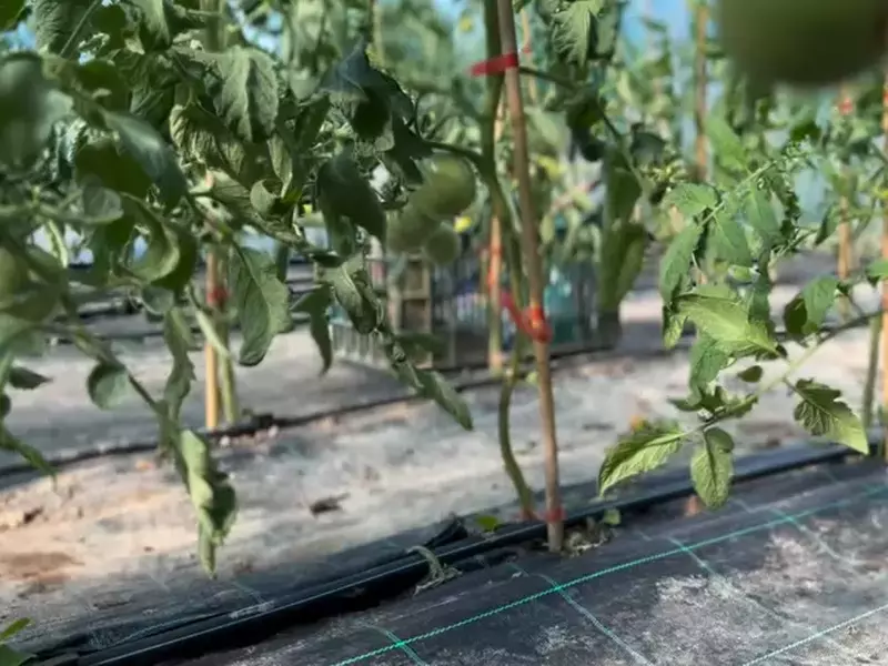 Dragos Bucur solar rosii si castraveti 10