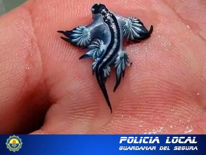 Un dragon albastru ținut în palmă de un om.