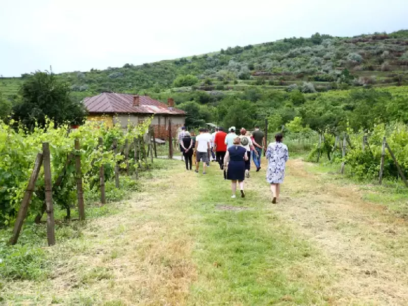 vita-devie-turism-dealu-mare-romania