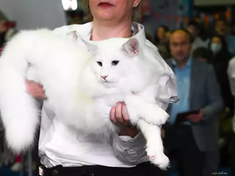 Wild Forests Nordri3