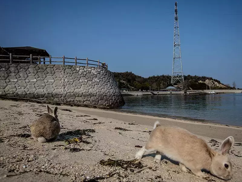 Iepurii de pe insula Ōkunoshima din Japonia. Foto: Gettyimages