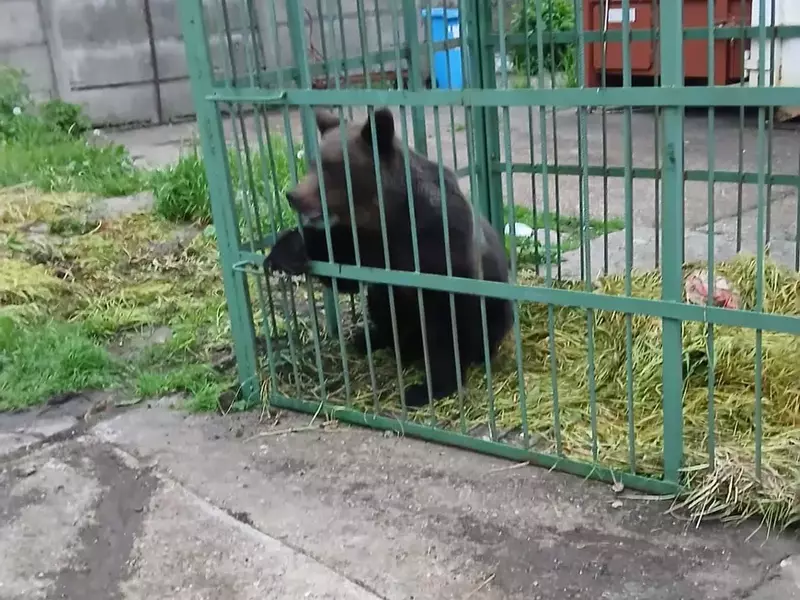 Momentul în care un urs este tranchilizat după ce a fost prins de polițiști într-o cușcă, în Câmpina. Nu se știe unde va fi dus (2)