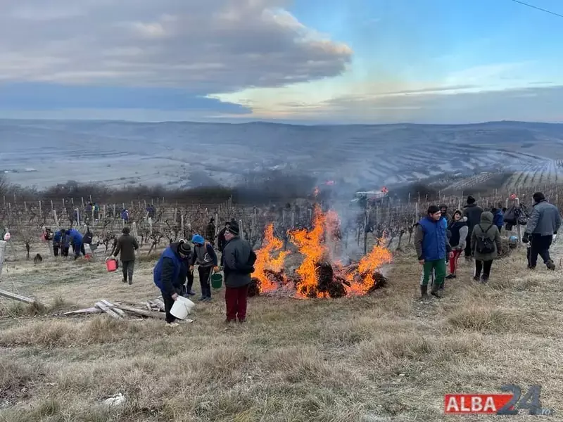 cules struguri inghetati