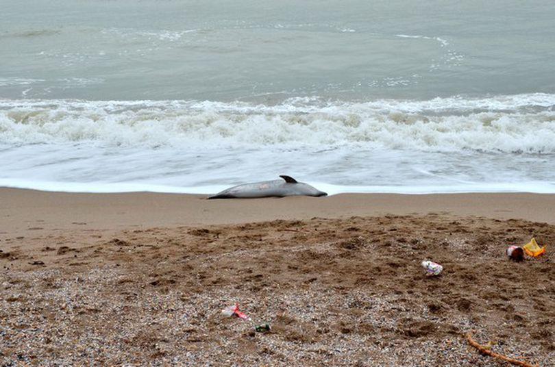 Delfin Găsit Mort Pe Plaja Din Constanţa Stiri Interne Ultima
