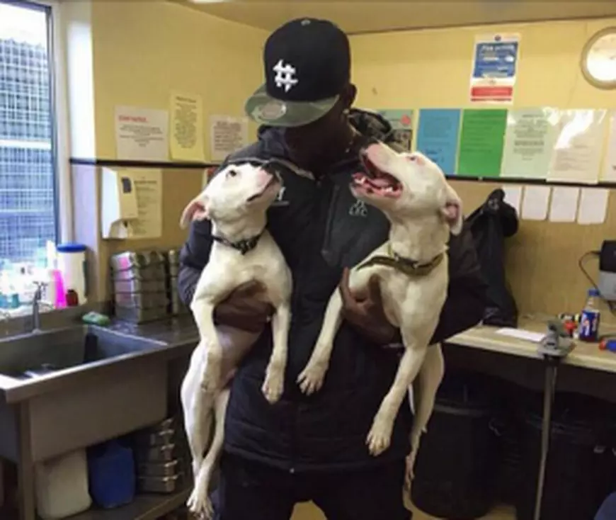 Mario Balotelii și noii săi câini