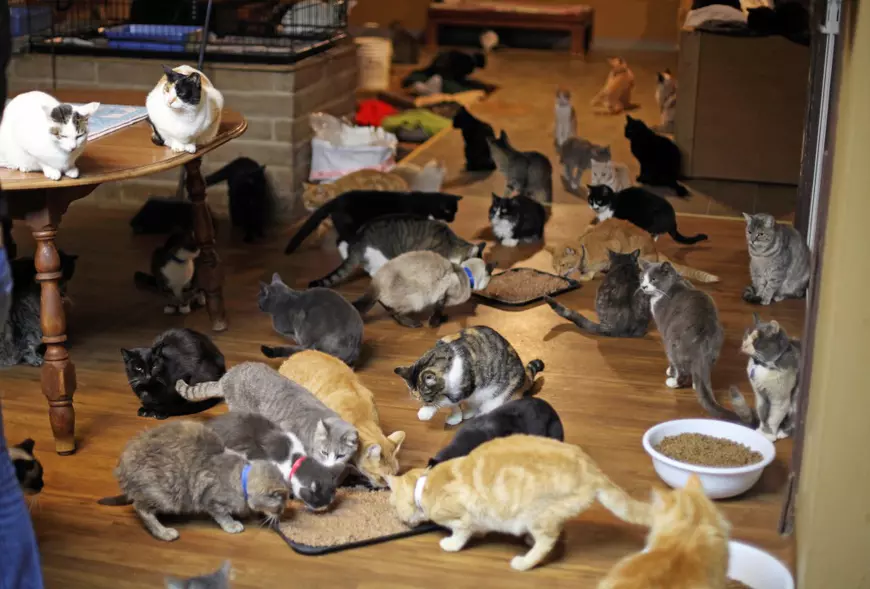 *** EXCLUSIVE - VIDEO AVAILABLE *** PARLIER, CA - DECEMBER 18: Lynea Lattanzio's kitchen at the Cat House on the Kings on December 18, 2015 in Parlier, California. A caring cat lady has given up her 4,200 square foot home to more than a thousand felines. Sixty-seven-year-old Lynea Lattanzio now lives in a trailer on her six acre property and allows the cats to run freely through the five bedroom house. Today she runs Cat House On The Kings which is Californias largest no-cage, no kill sanctuary for feral and abandoned cats. Lynea and her team of volunteers care for about 800 adult cats and 300 kittens. The team starts feedings at the shelter at 4am and they also give medical attention to critically ill cats. To learn more about adoptions at Cat House On The Kings visit https://www.cathouseonthekings.com  PHOTOGRAPH BY Ruaridh Connellan / Barcroft USA UK Office, London. T +44 845 370 2233 W www.barcroftmedia.com USA Office, New York City. T +1 212 796 2458 W www.barcroftusa.com Indian Office, Delhi. T +91 11 4053 2429 W www.barcroftindia.com *** Local Caption *** 02413000