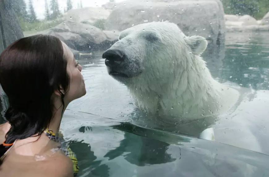 ***EXCLUSIVE, DOUBLE SPACE RATES*** COCHRANE, CANADA: A women gets extremely close to a huge polar bear at The Polar Bear Habitat and Heritage Village, Canada. The Polar Bear Habitat and Heritage Village in Cochrane Ontario is the only place in the world that you can swim with polar bears. There's a wading pool beside the polar bear pool and while you are in it you are only separated from the great white giants by a sheet of glass. Both children and adults can try it. PHOTOGRAPH BY BARRY BLAND / BARCROFT MEDIA LTD + 44 (0) 845 370 2233 www.barcroftmedia.com