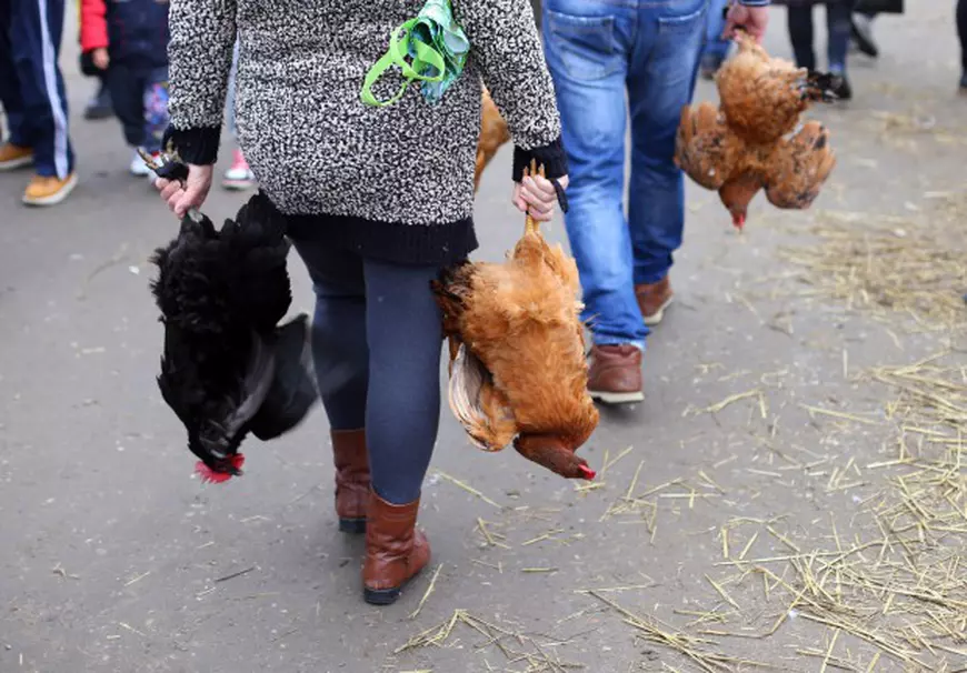 O găină costă 20 de lei, iar un cocoş 25 de lei - negociabil