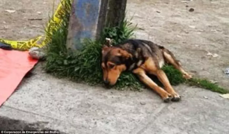 3353BE2700000578-3547707-The_dog_appears_heartbroken_as_it_lays_next_to_the_tarpaulin_cov-a-15_1461069840574