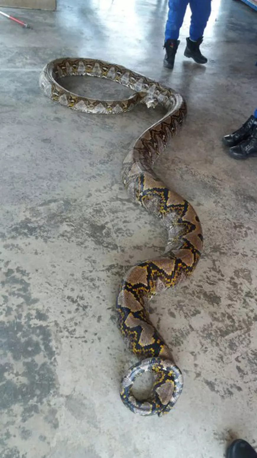 epa05254031 A handout picture made available by the Malaysia?s Civil Defence Force on 11 April 2016 shows a python that was caught near a flyover in Penang, Malaysia. The python, measuring eight meters in length and weighing 250 kilograms, could break record for the world?s longest snake. EPA/MALAYSIA CIVIL DEFENCE FORCE BEST QUALITY AVAILABLE HANDOUT EDITORIAL USE ONLY/NO SALES
