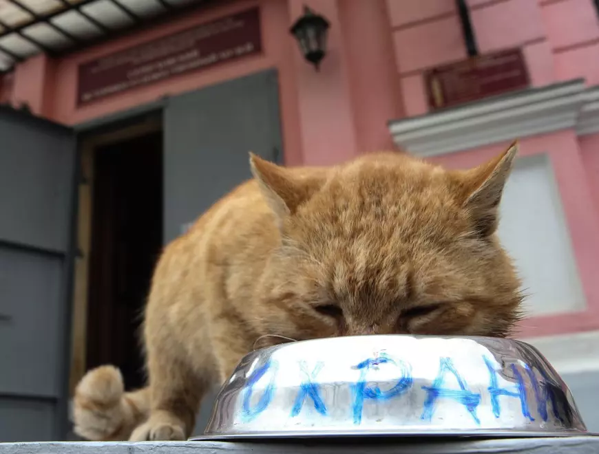 Serpukhov History And Art Museum Hires Cat As Porter