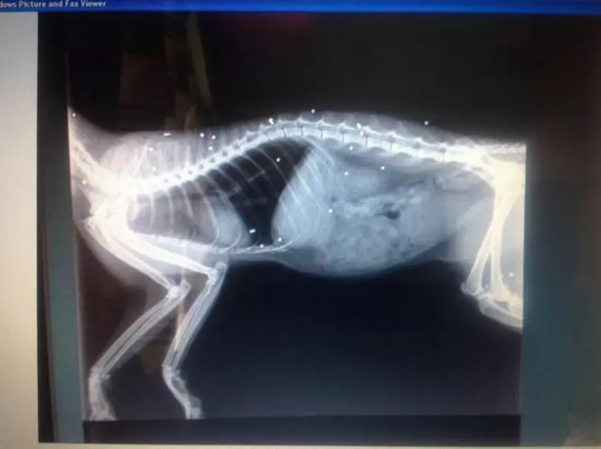 radiografie