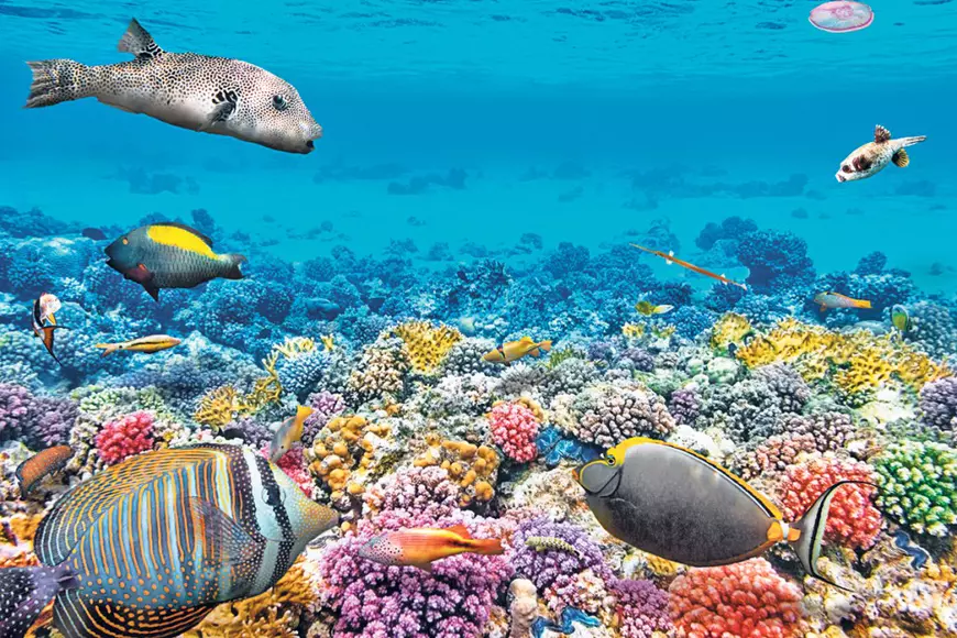 10-11-Marea-Bariera-de-Corali