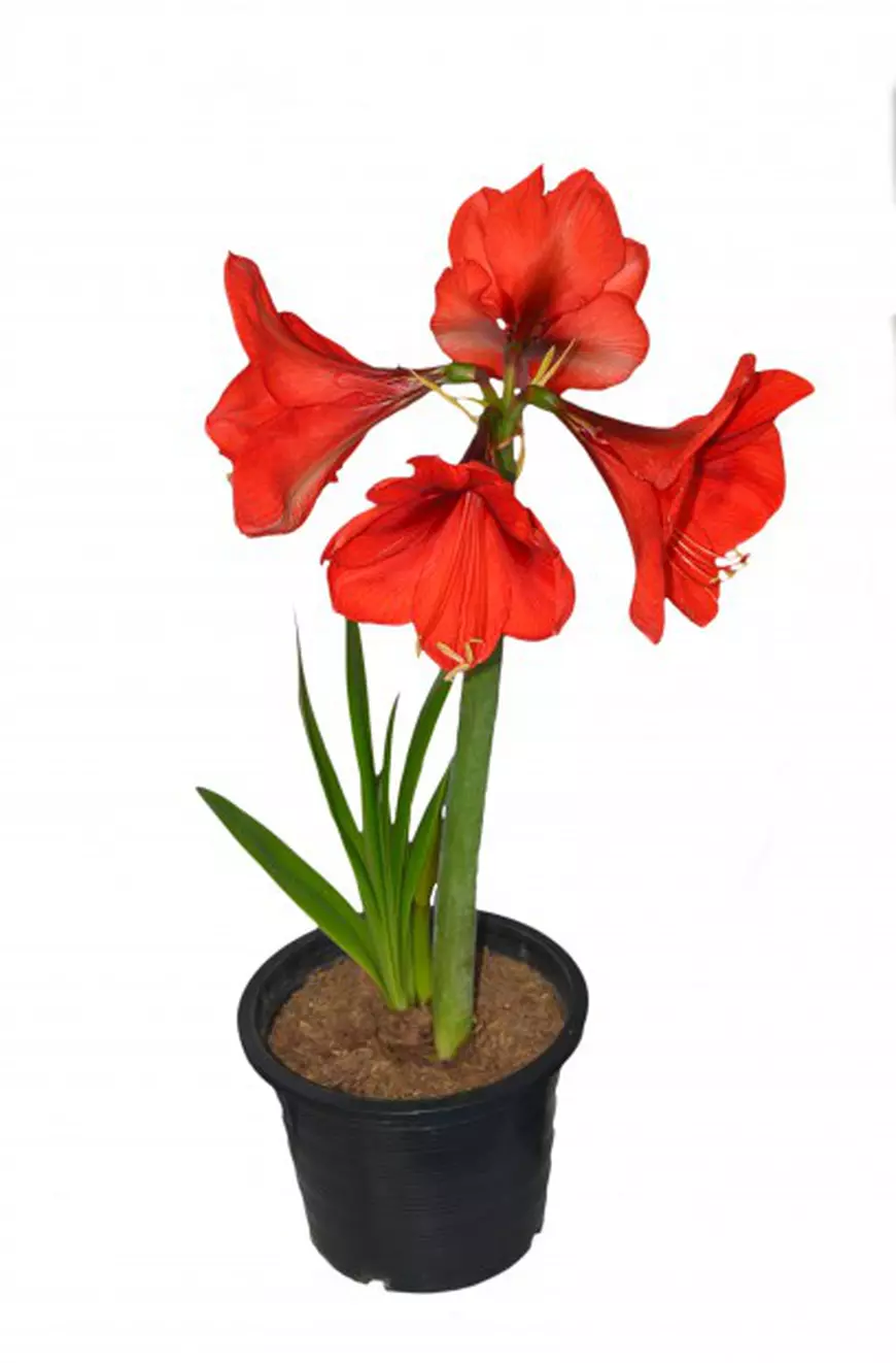 shutterstock_163875413