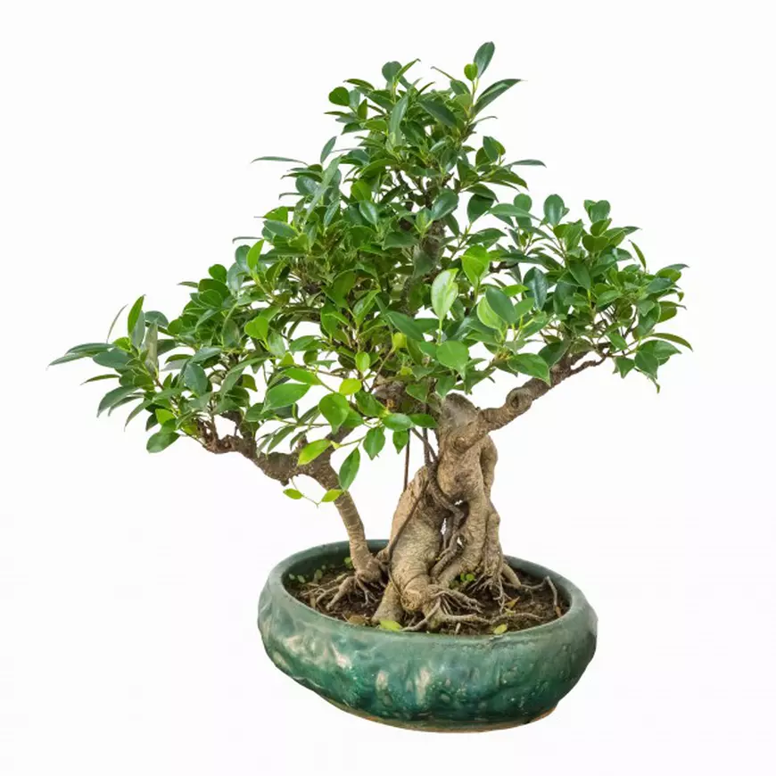 shutterstock_343031741