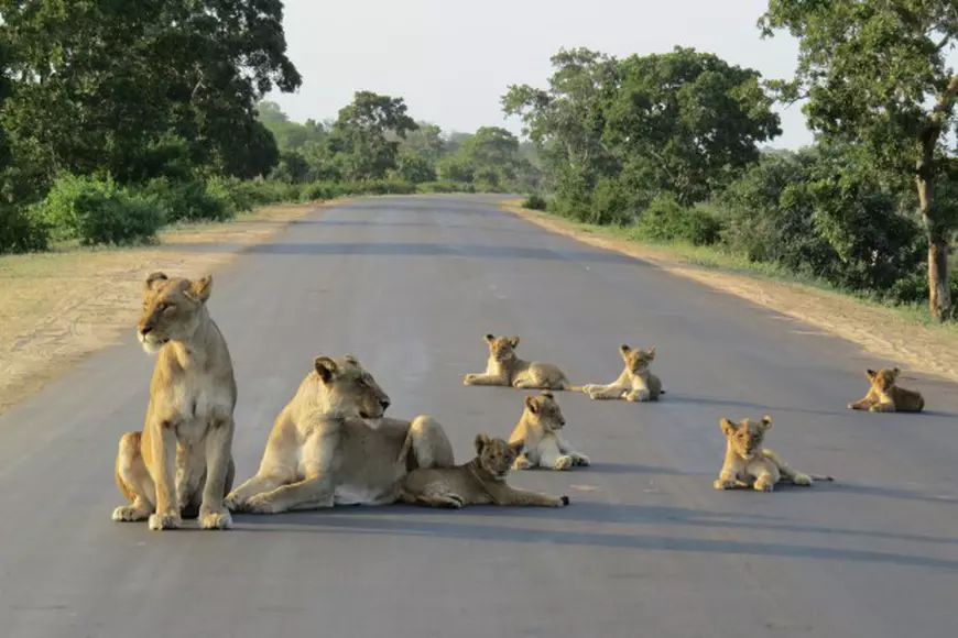 A Lion Family Causes Road Block At National Kruger Park In South Africa