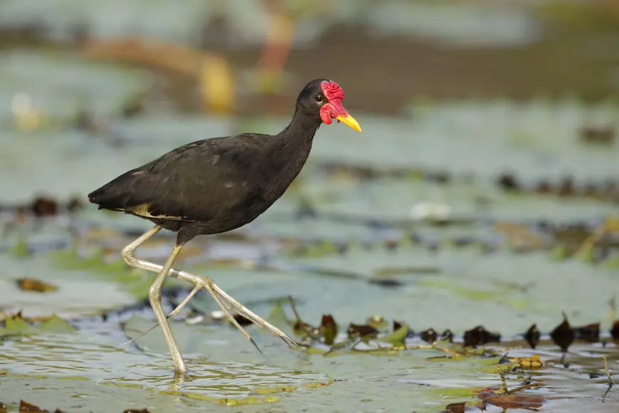 Jacana