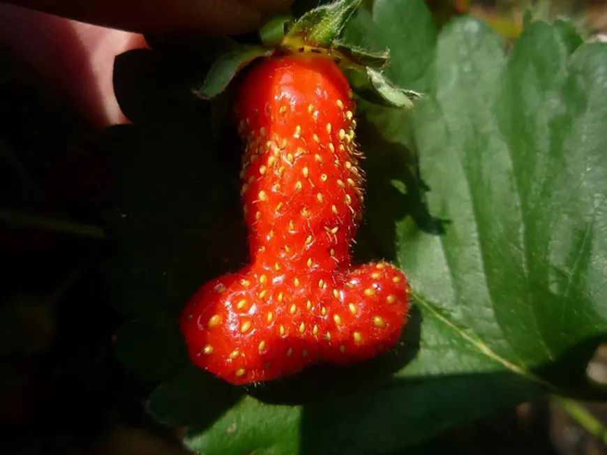 capsuna penis