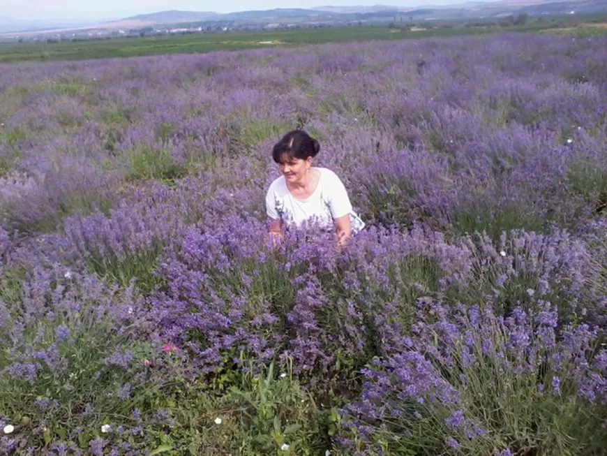 lavanda5