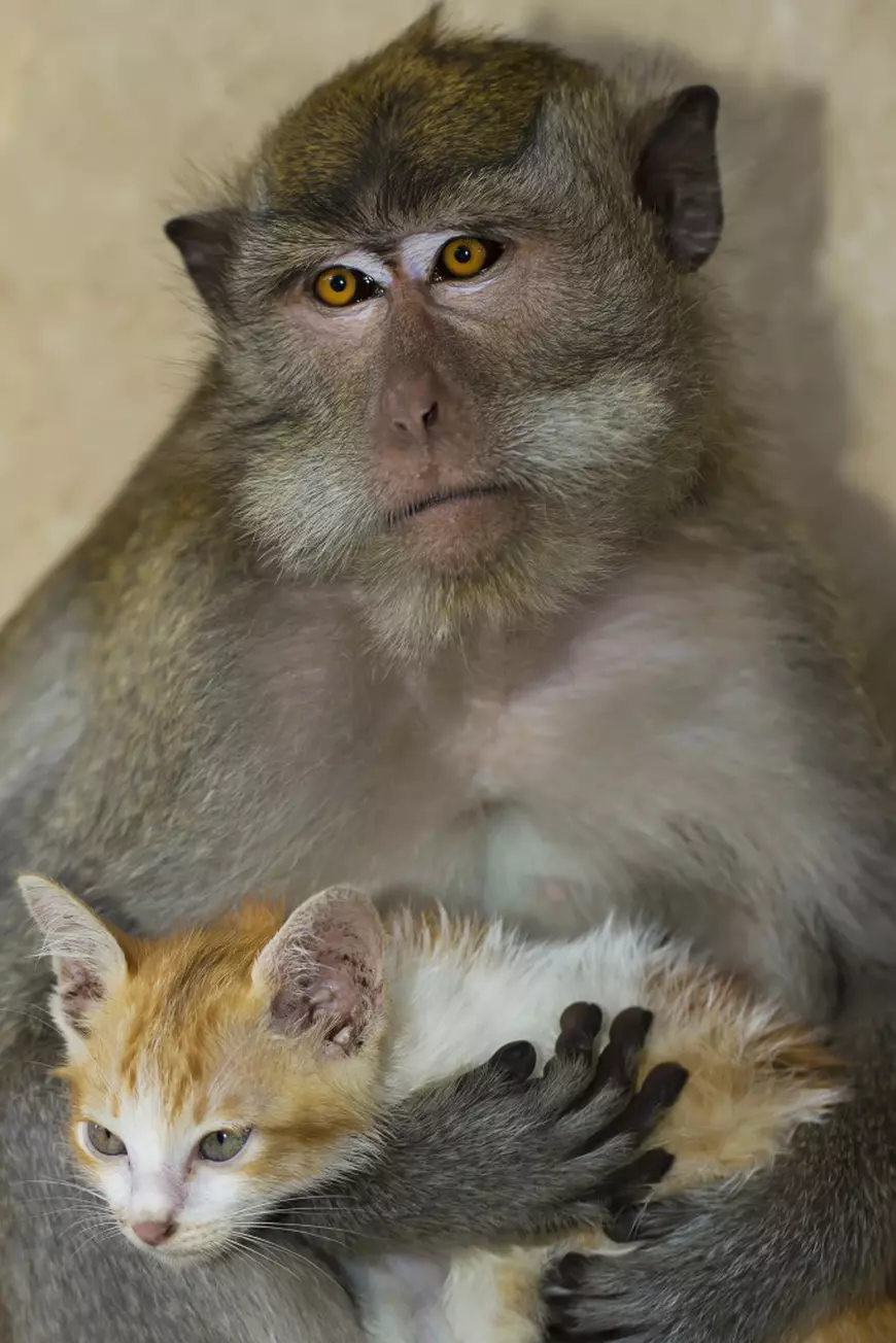 Pictured: The Macaque monkey cuddling and playing with a kitten.  These astonishing photographs show a Macaque monkey cuddling and playing with a kitten as if it is her own baby. The long-tailed Macaque tenderly holds the adorable white and ginger kitten, which is only about seven weeks old, in her arms. With a loving expression in her eyes, the primate gazes down affectionately at the soft baby cat. Other stunning images show the big brown monkey stroking the tiny feline as she lies on a log.  SEE OUR COPY FOR MORE DETAILS.  Please byline: Adhi Prayoga/Solent News © Adhi Prayoga/Solent News & Photo Agency UK +44 (0) 2380 458800  ***EXCLUSIVE***