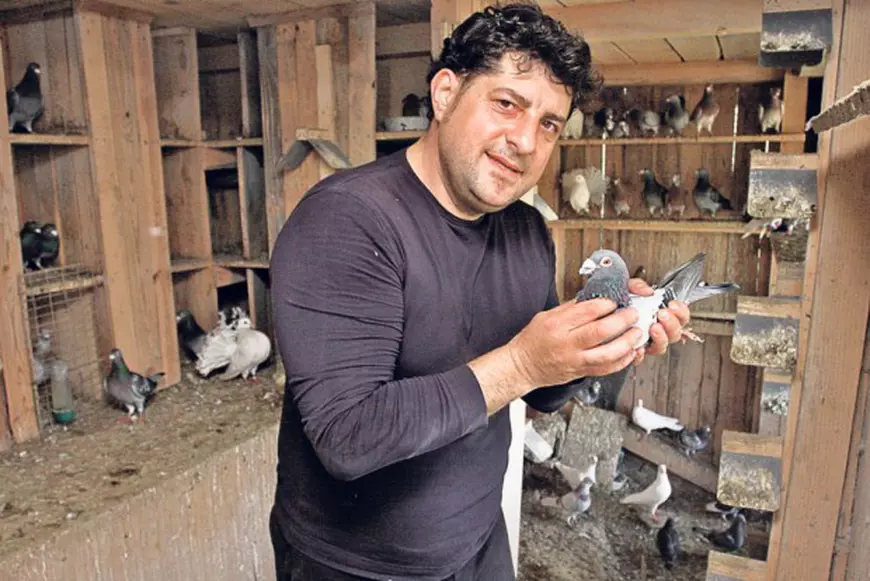 4-5-Tavi-Colen-porumbei