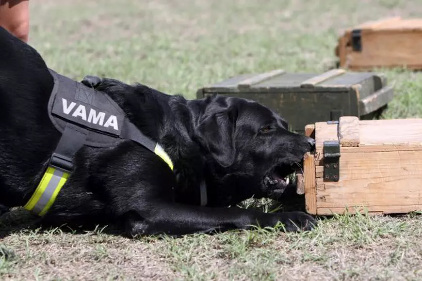 Cățeii Autorității Vamale marchează locul țn care se află marfa de contrabandă după care rod cutia