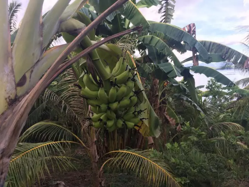 supravietuitorul hrana pe insula