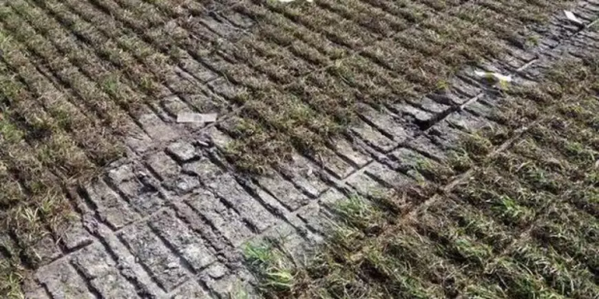 Așa arată iarba de pe „Cluj Arena”