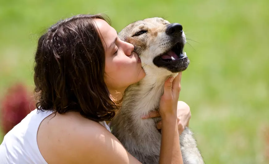 Wolf Pack: Wolf Cross Breeds And Their Owners Make One Unconventional Family