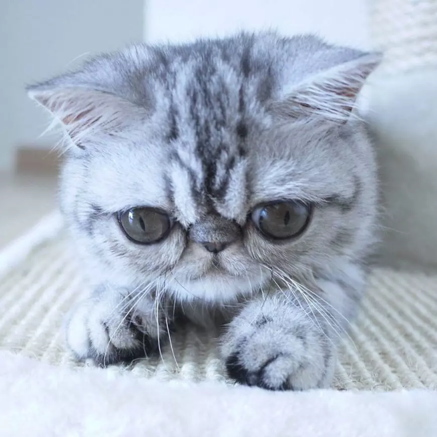 Herman, motanul speriat 