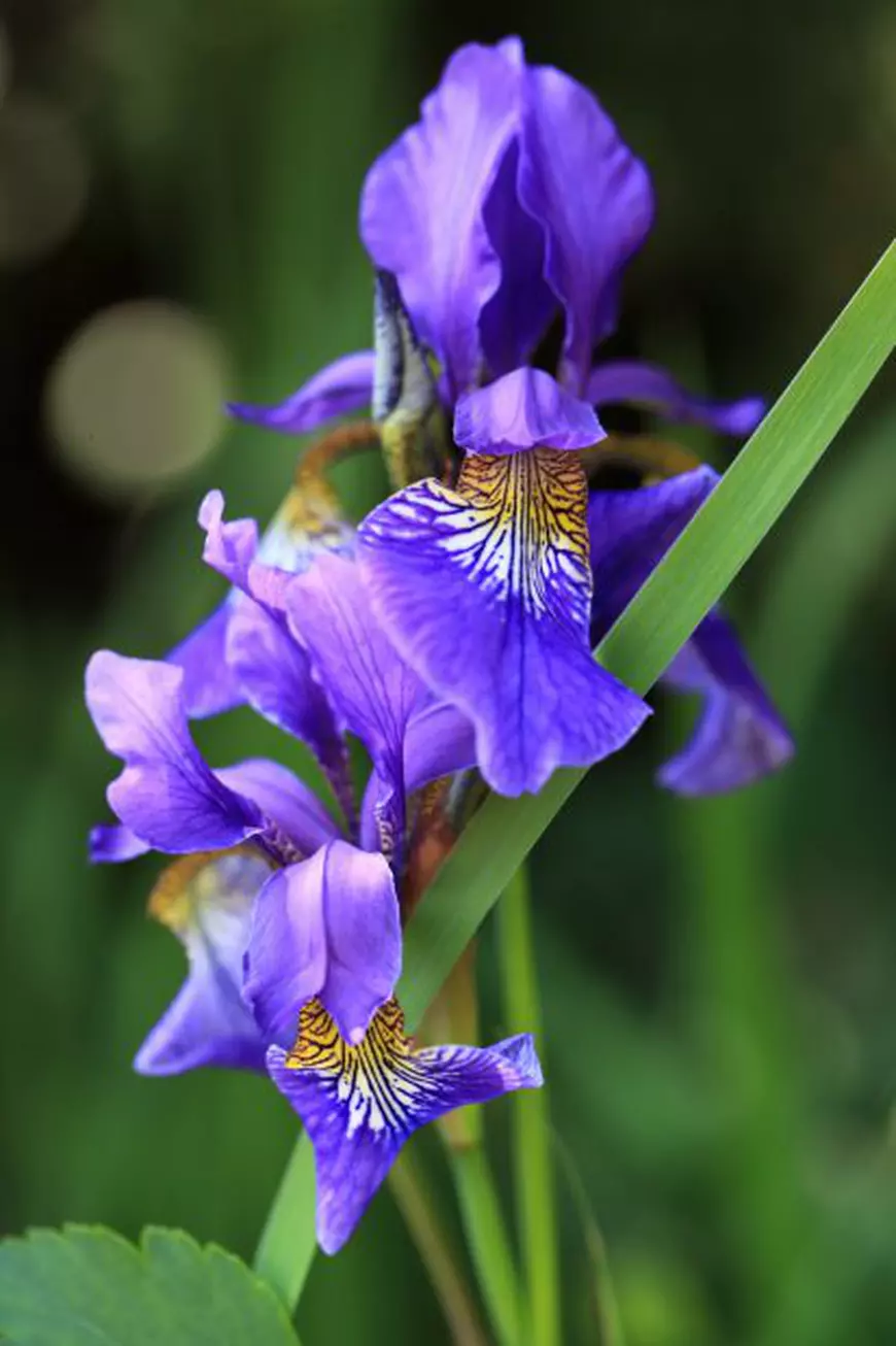 iris