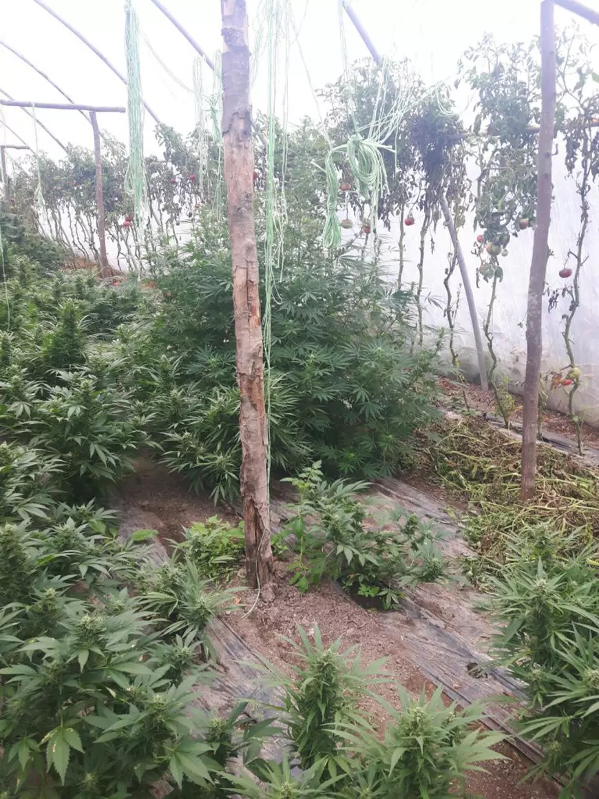 Peste 150 de plante de canabis, descoperite în solariu