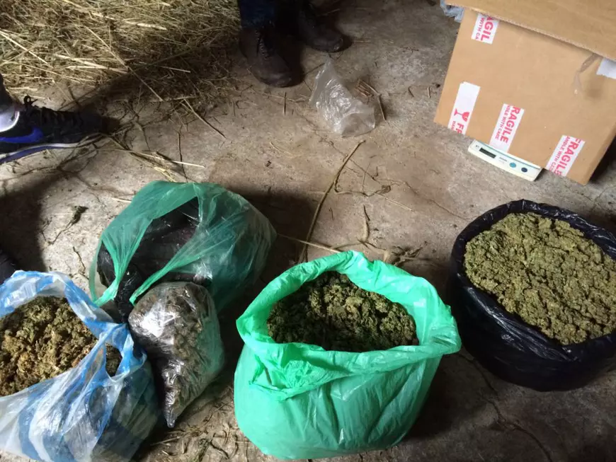 Captură de canabis, făcută de DIICOT Oradea